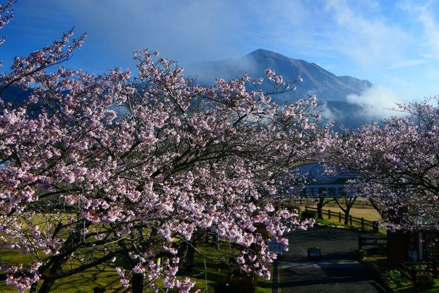 高千穂牧場 遠くに高千穂峰-1