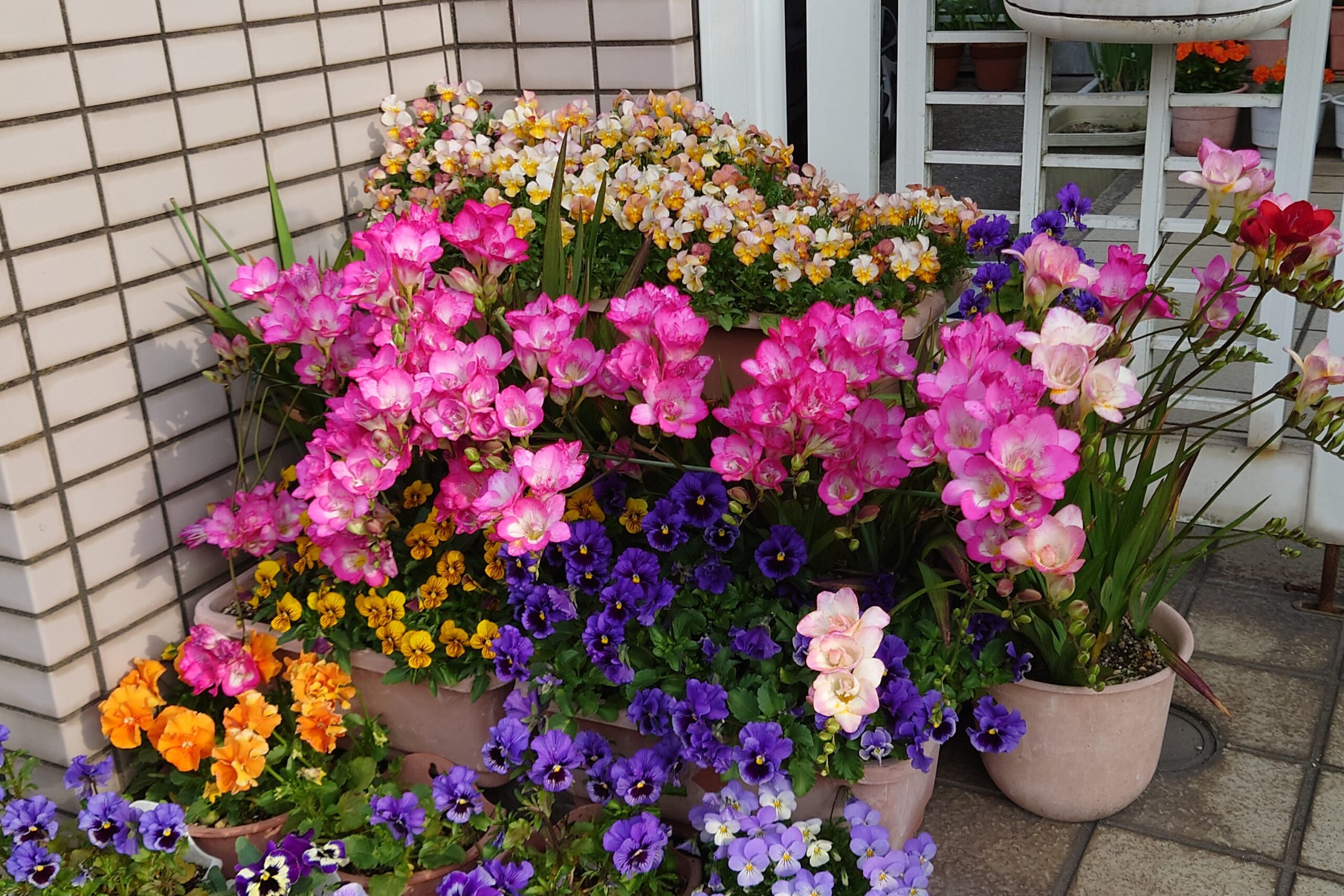 我が家のビオラとフリージア