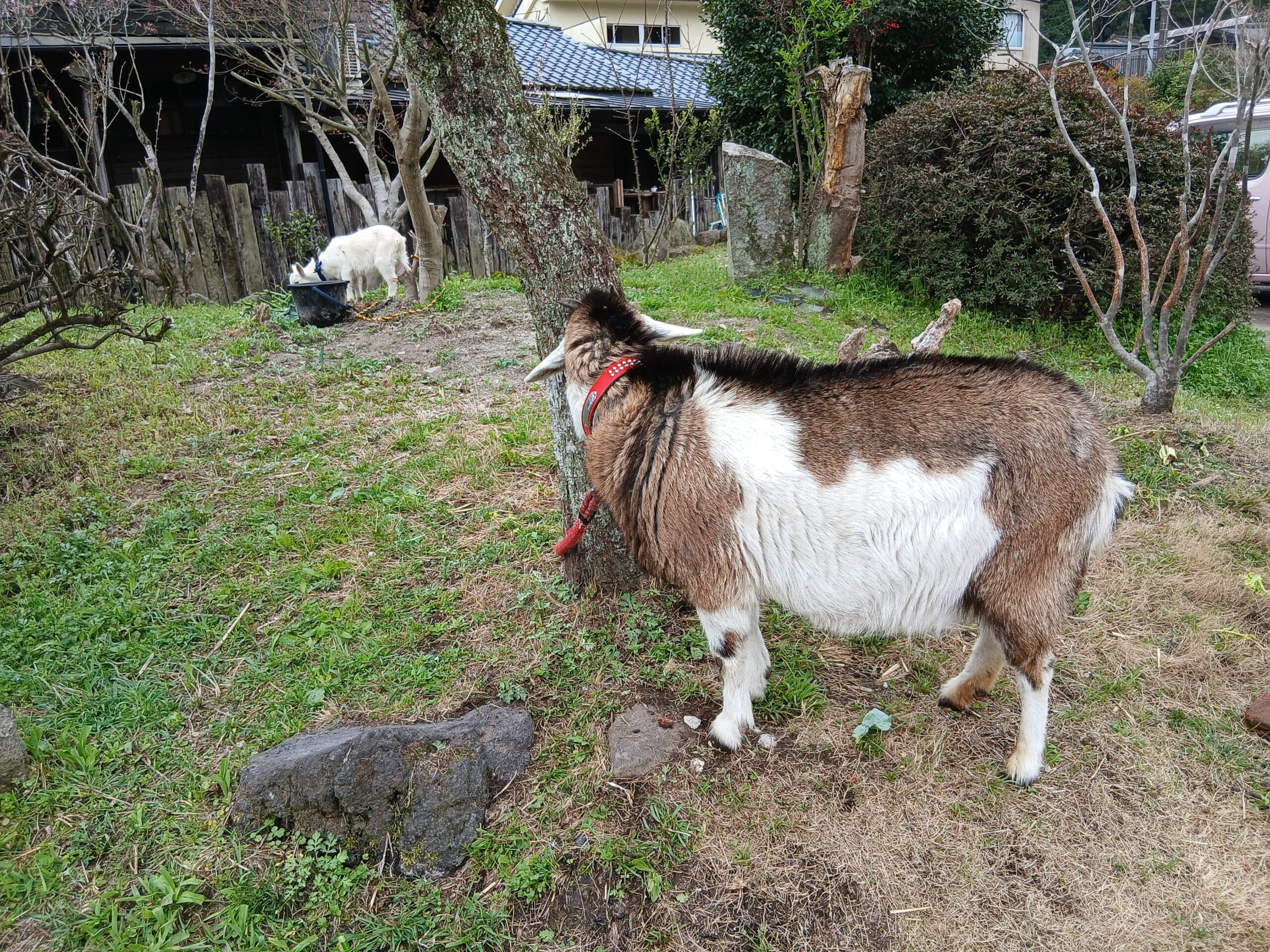 駅前にはかわいい山羊