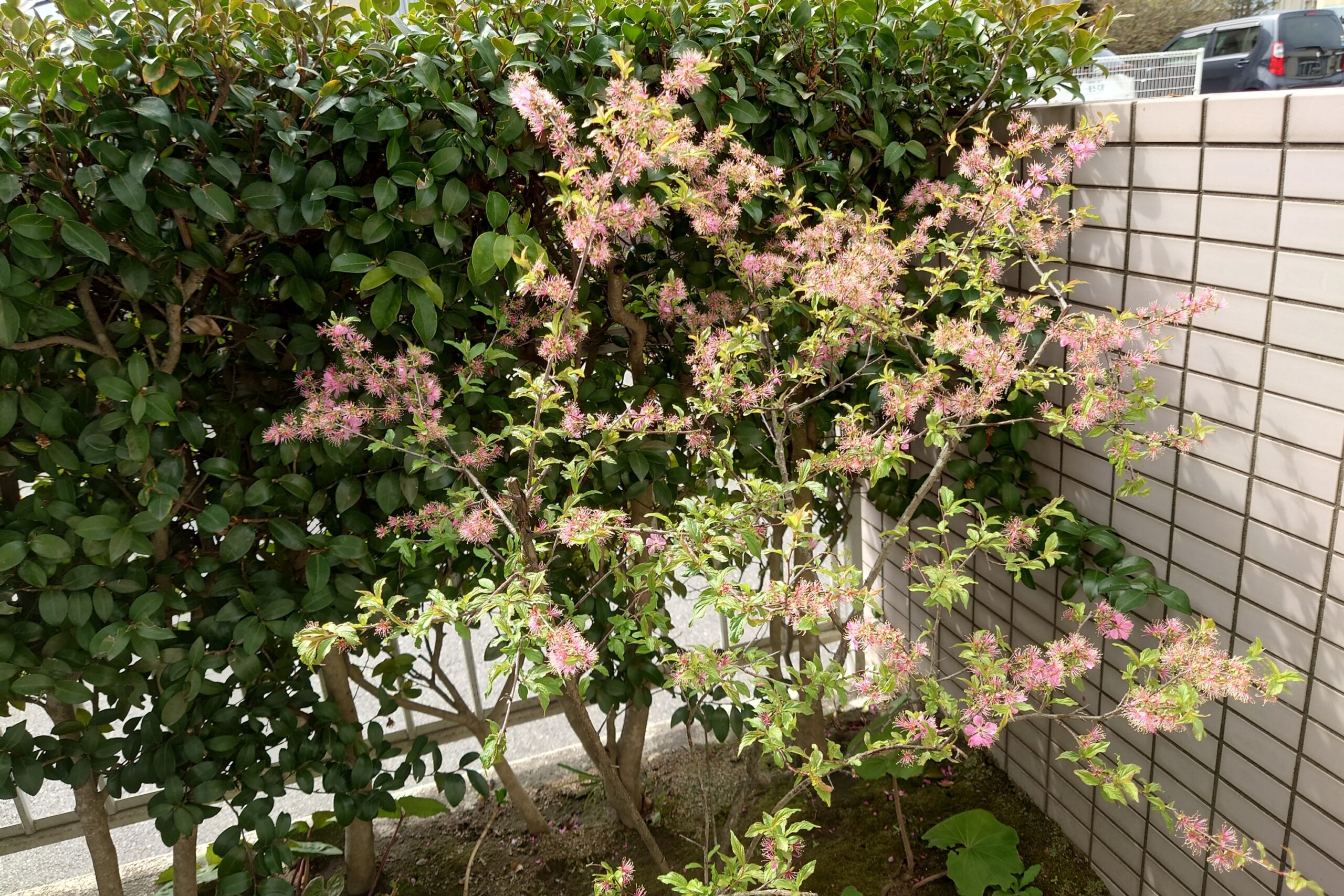 我が家のニワウメ-5