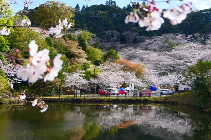 観音ケ池市民の森のサクラが満開-1