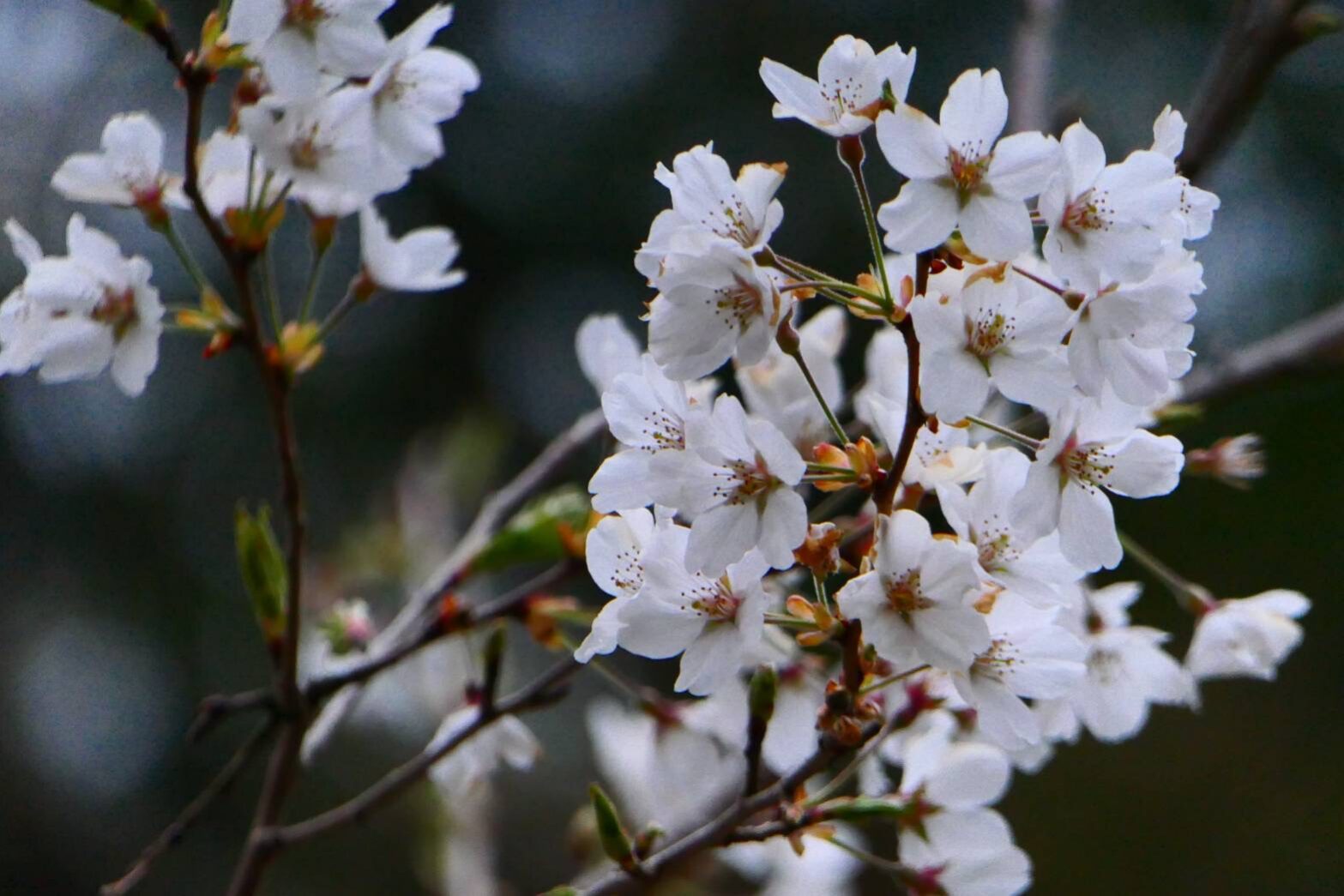 慈眼寺公園のジンダイアケボノザクラ-8