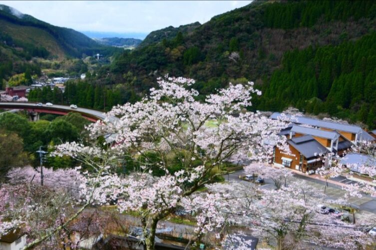 市房ダム湖畔のサクラ満開-3