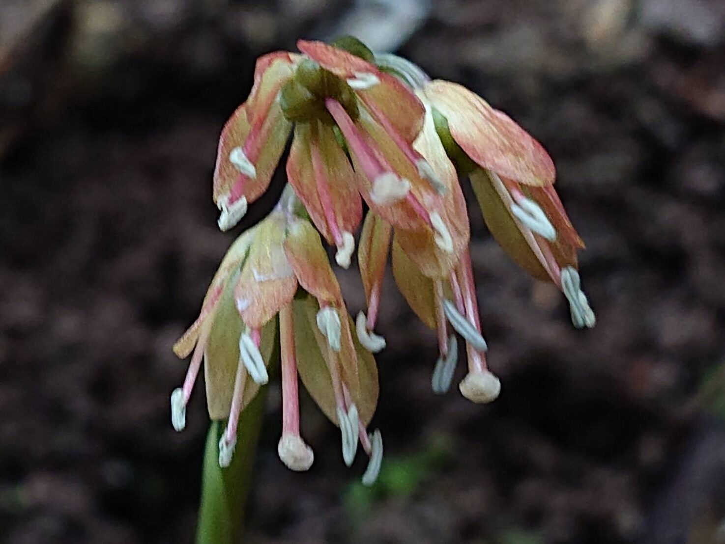 ショウジョウバカマの七変化-7