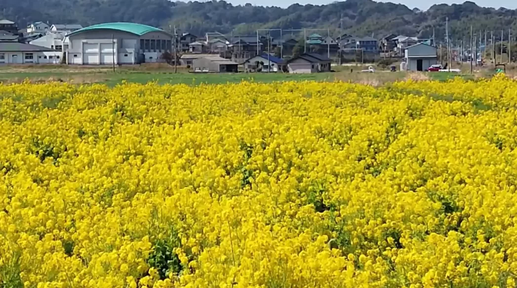 菜の花畑1