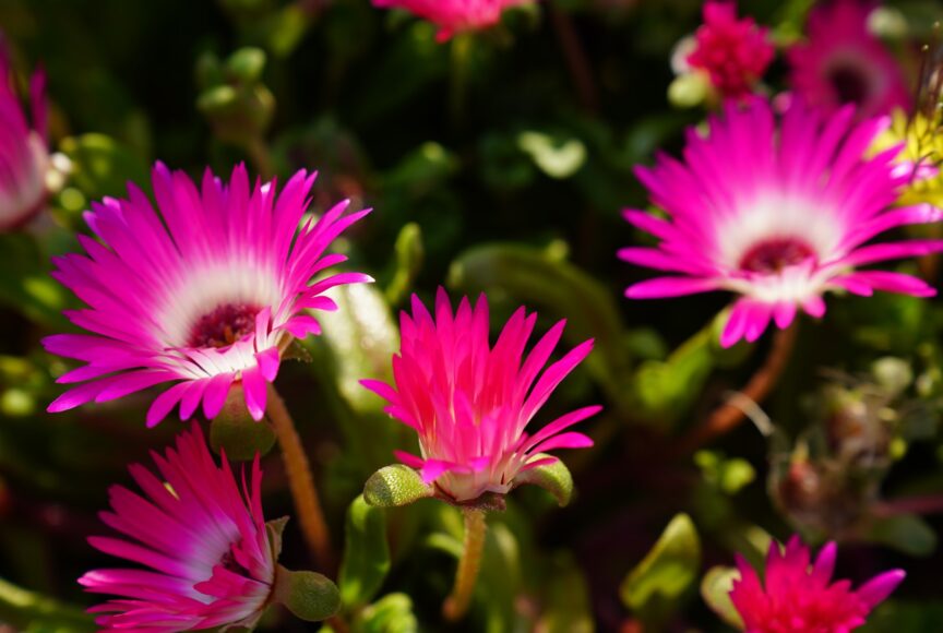 リビングストーンデージー