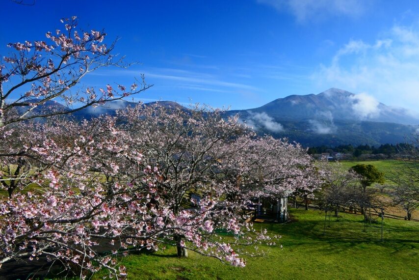 高千穂牧場 遠くに高千穂峰-2