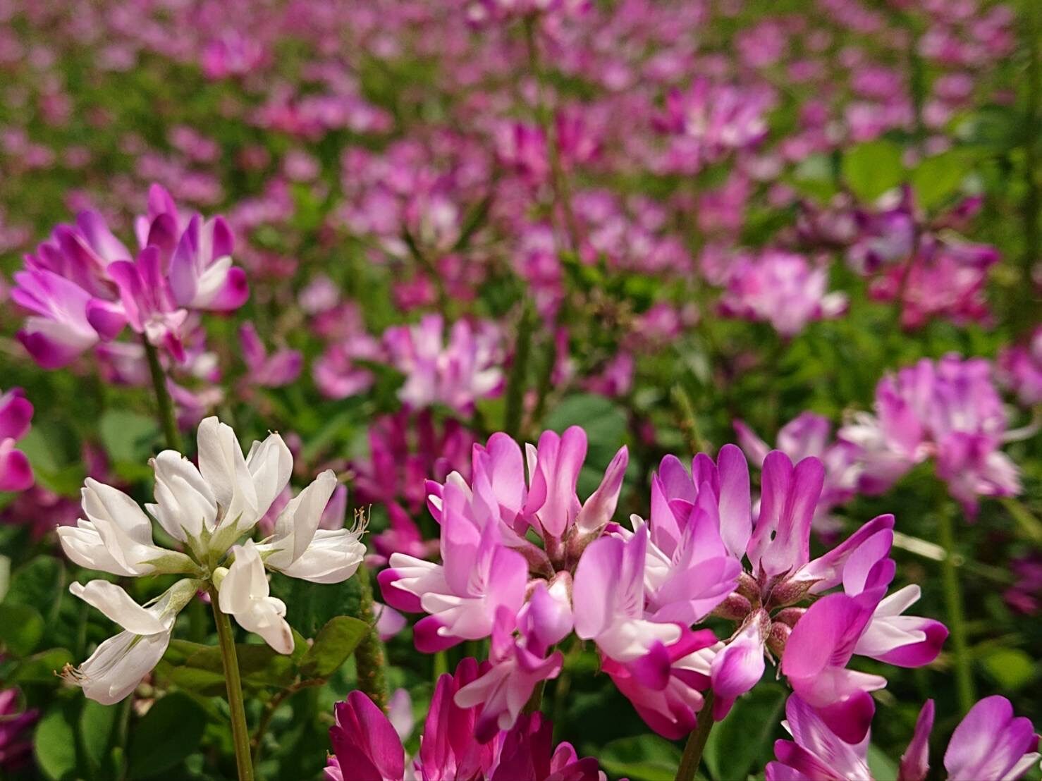 レンゲソウ(白１点)