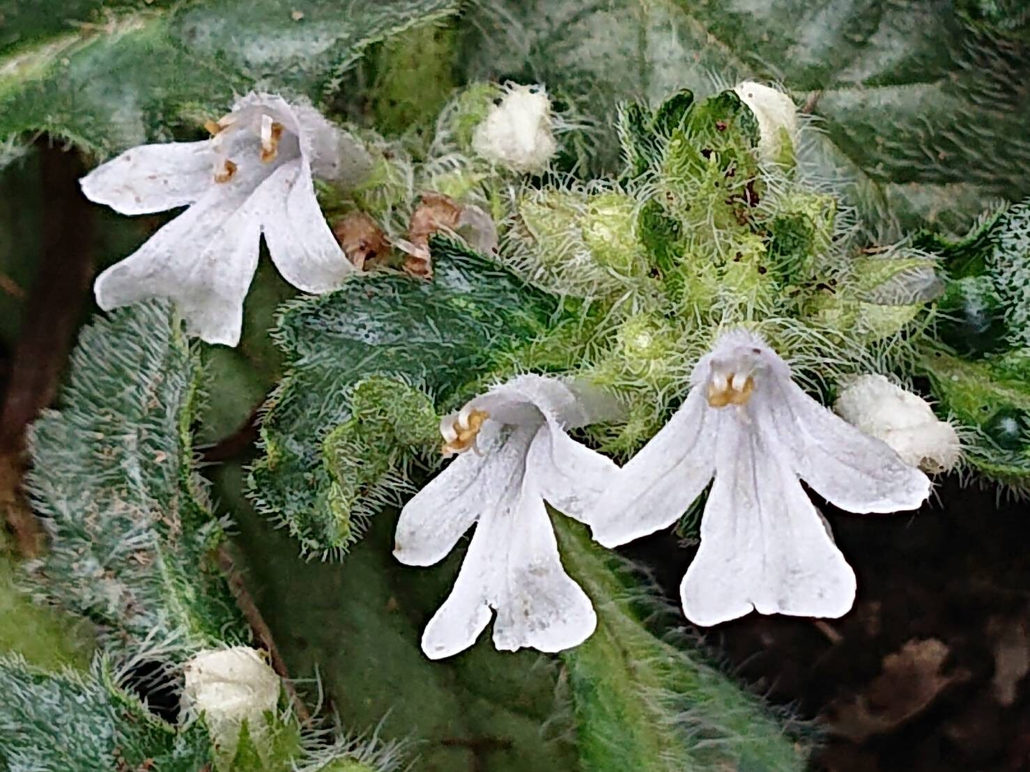 キランソウ(白)