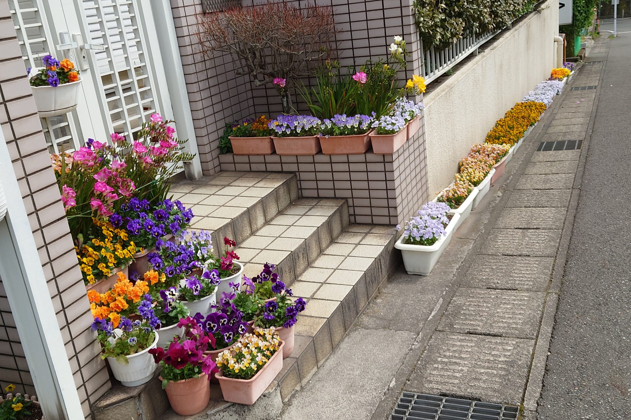 ビオラとフリージア