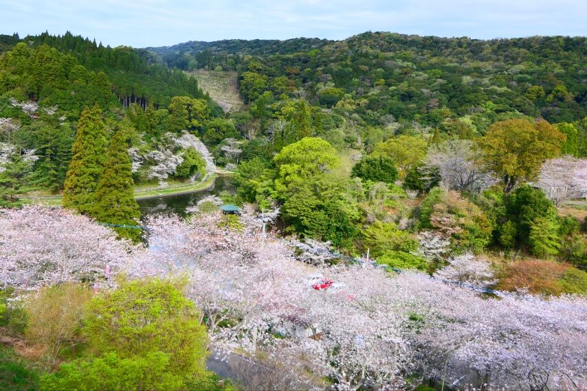 観音ケ池市民の森のサクラが満開-3