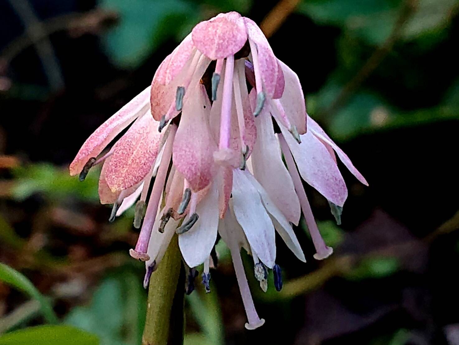 ショウジョウバカマの七変化-2