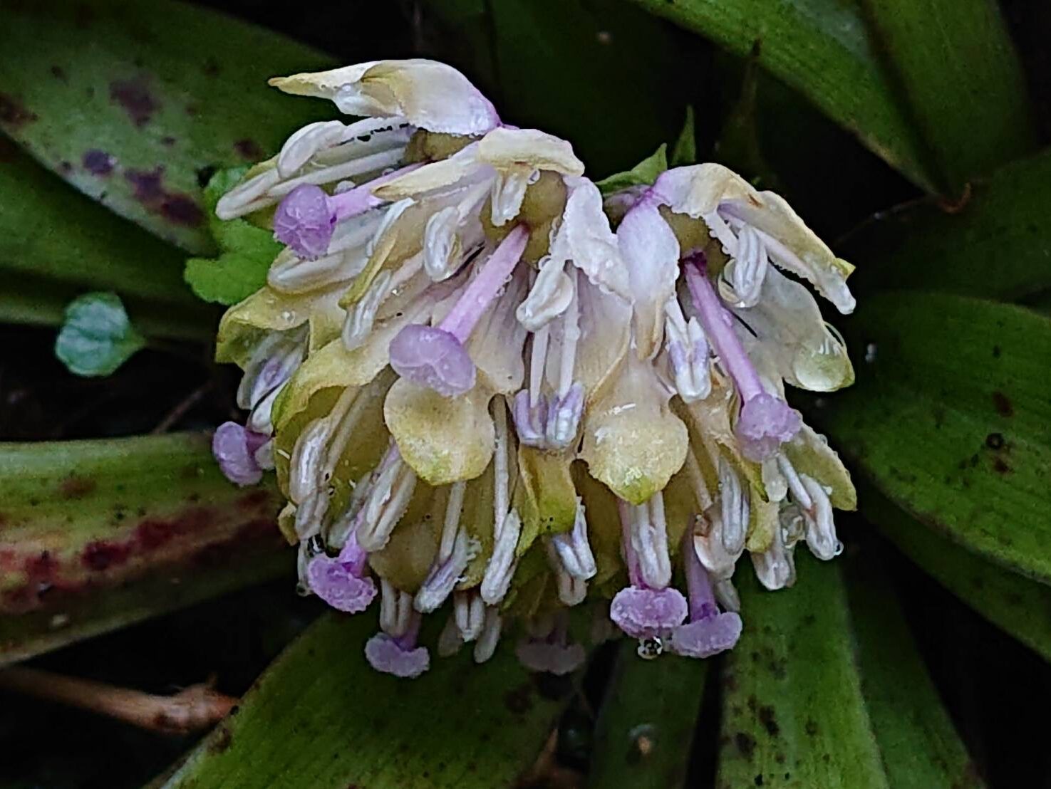 ショウジョウバカマの七変化-6