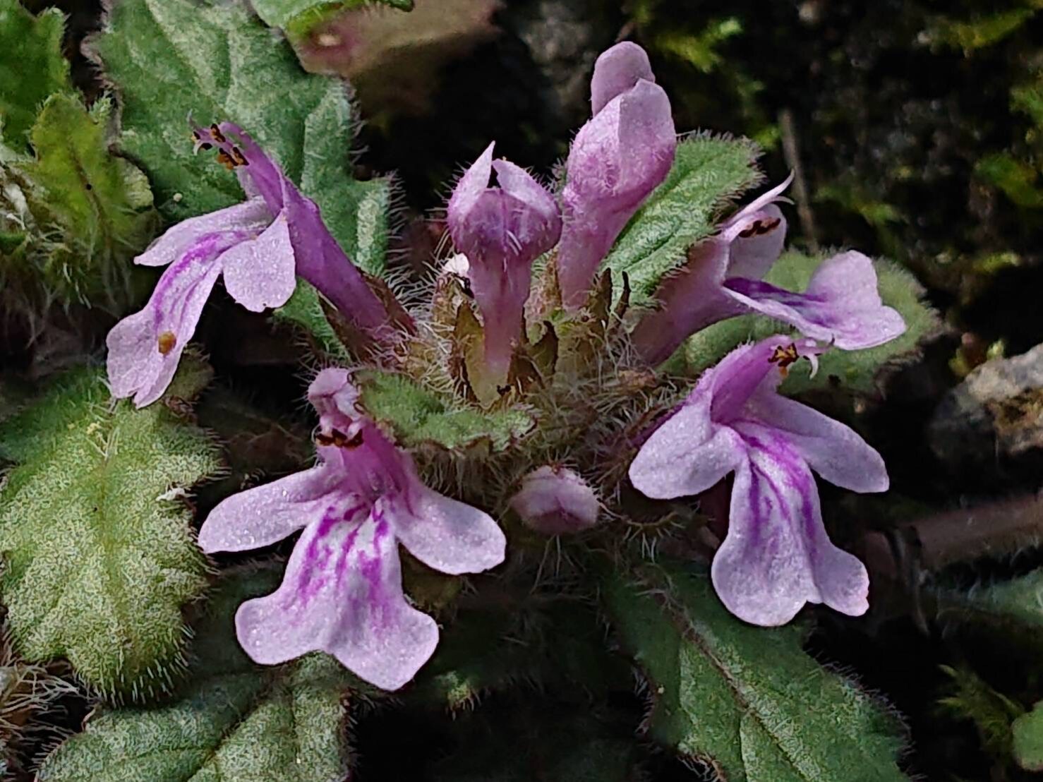 キランソウ(ピンク)