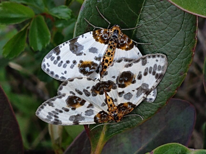 ユウマダラエダシャク