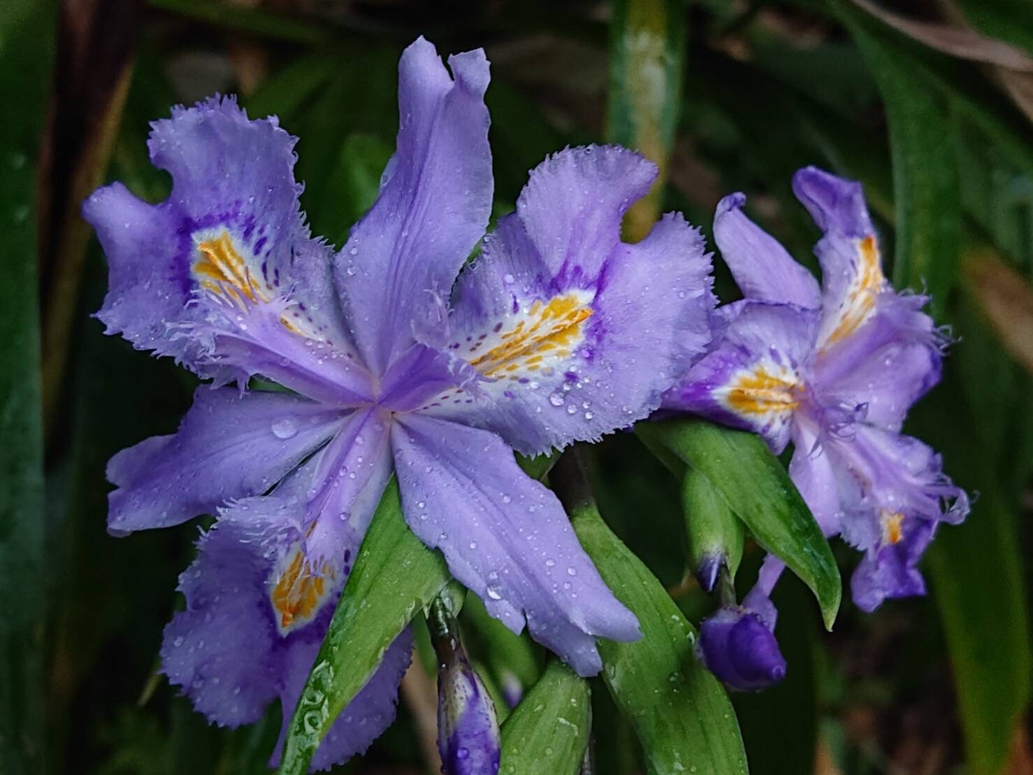 ムラサキシャガ