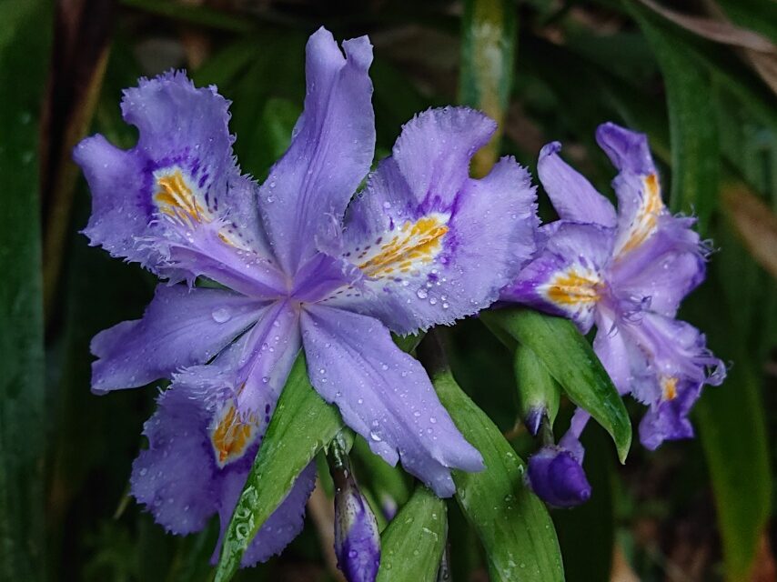 ムラサキシャガ