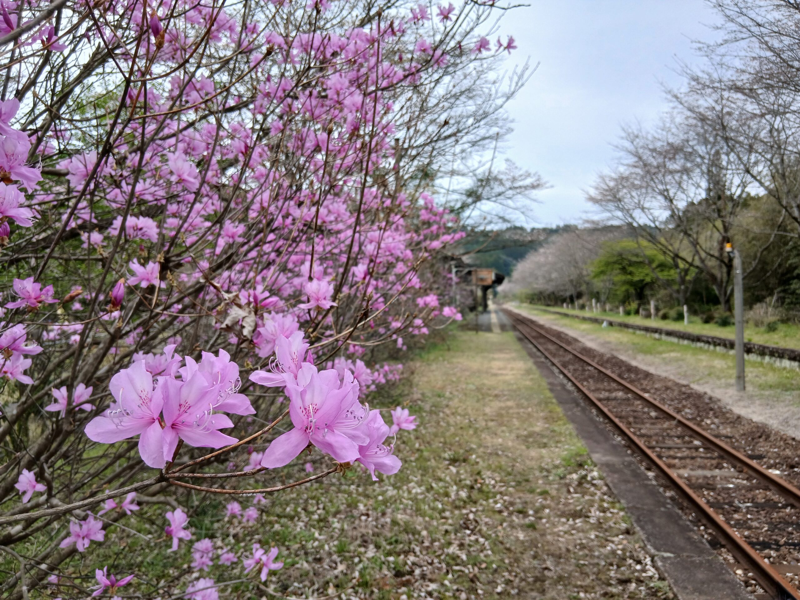 嘉例川駅のイワツツジが満開
