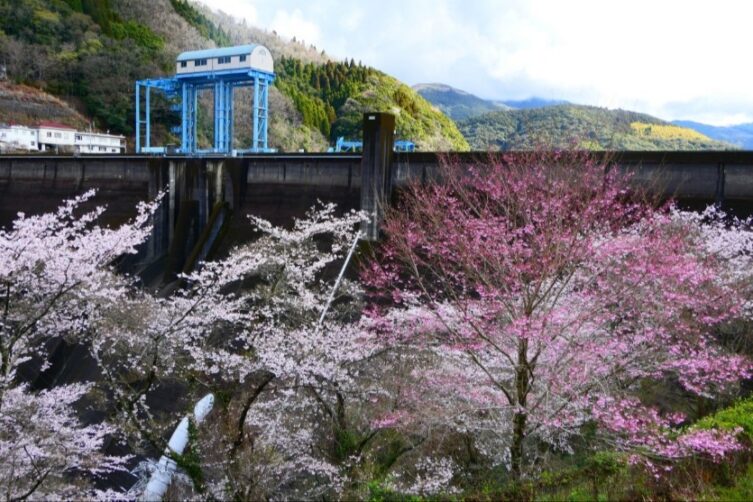 市房ダム湖畔のサクラ満開-2