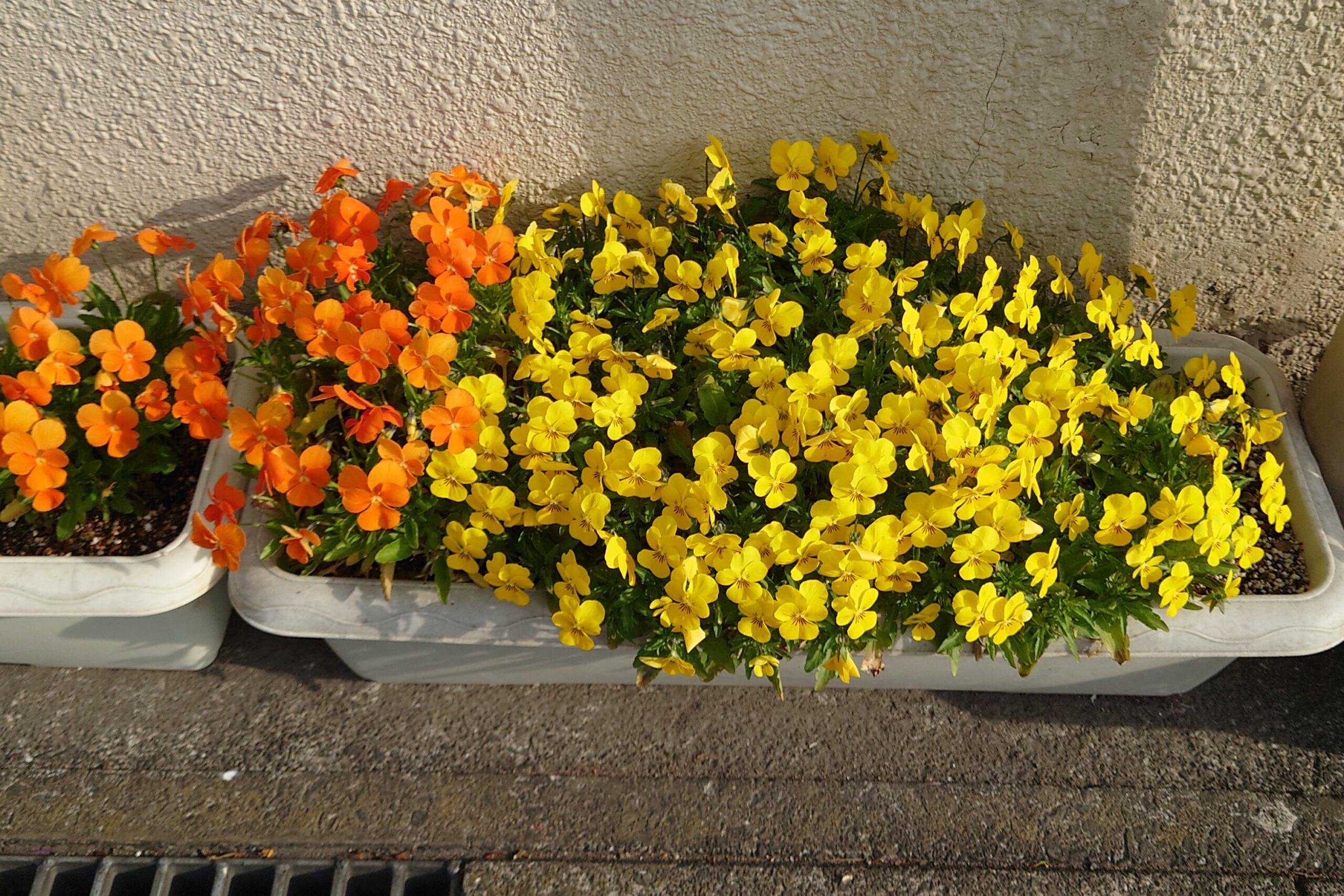 我が家のビオラ-1