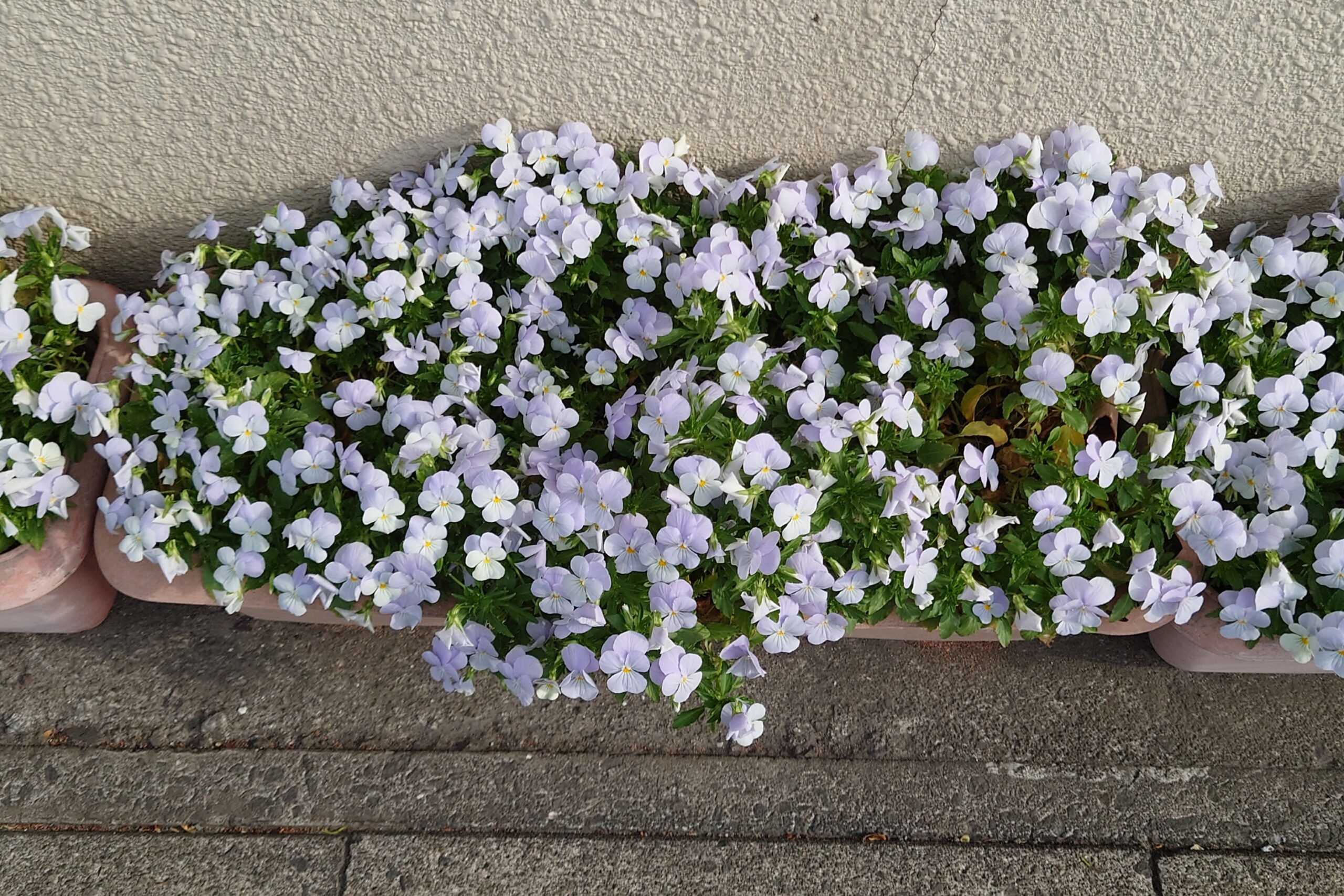 我が家のビオラ-2