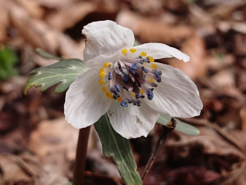 セツブンソウ(石松野草園)