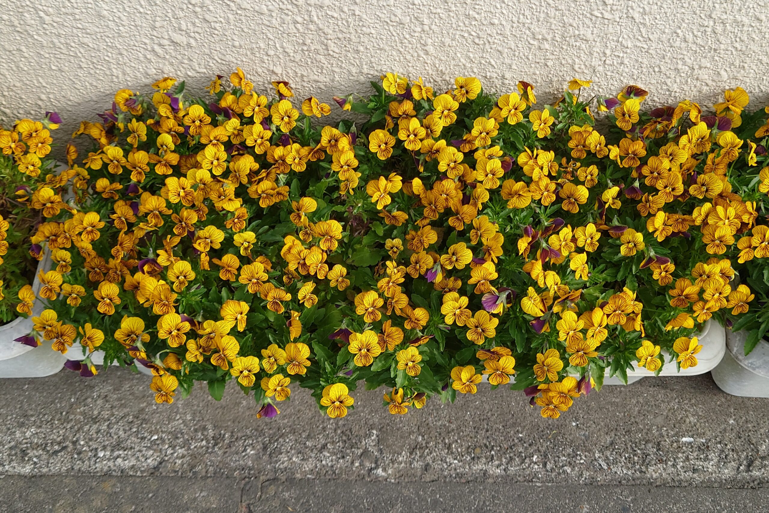 我が家のビオラ-3