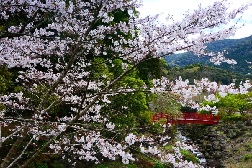 冠岳花川砂防公園のサクラが満開-3