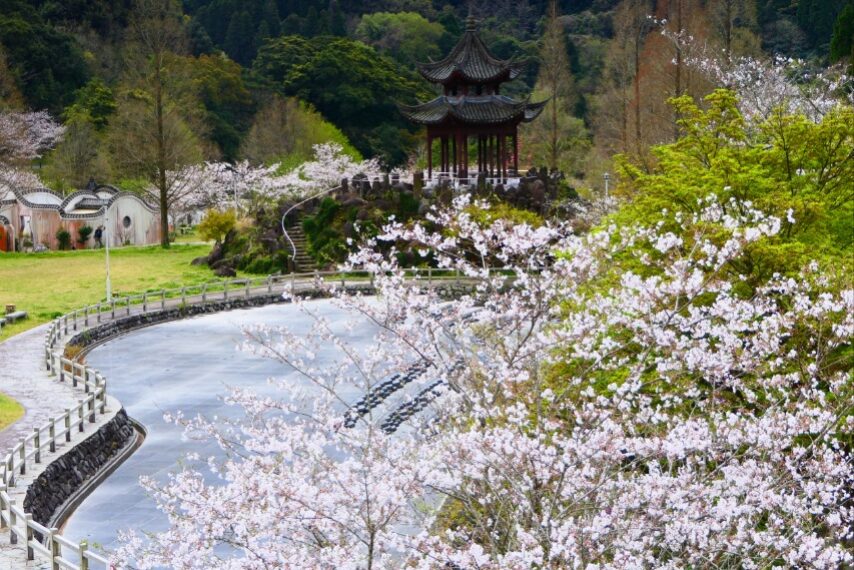 冠岳花川砂防公園のサクラが満開-4