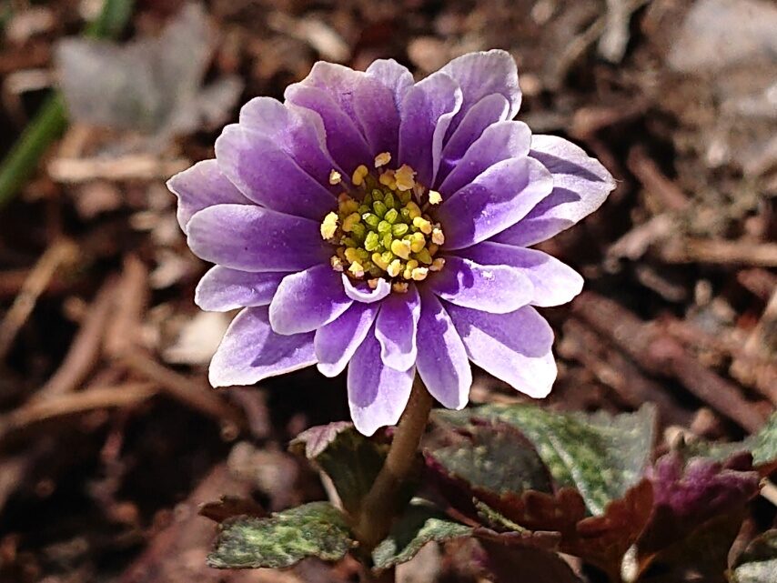 ユキワリイチゲ