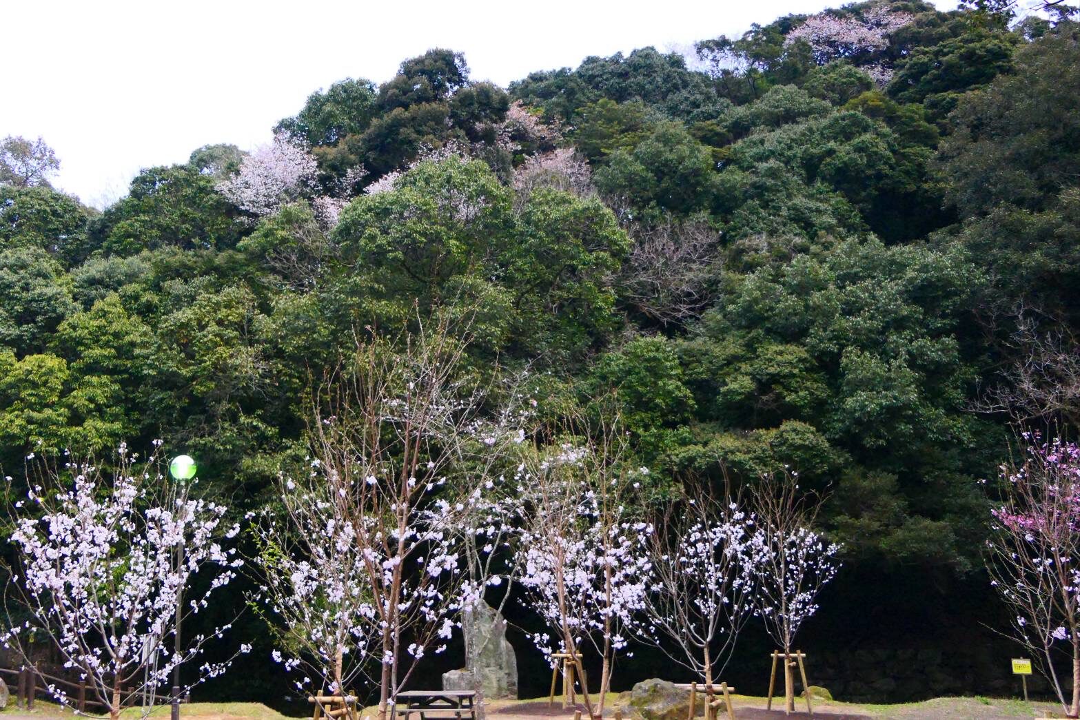 慈眼寺公園のジンダイアケボノザクラ-2