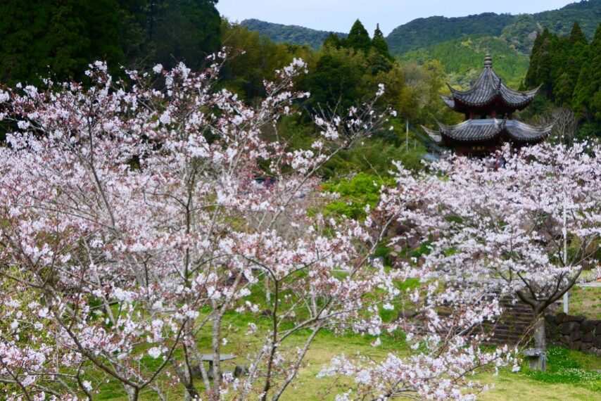 冠岳花川砂防公園のサクラが満開-5