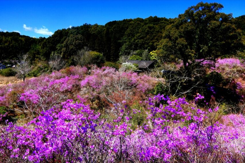 さつま町岩つつじ山のイワツツジ(ハヤトミツバツツジ)が満開-1