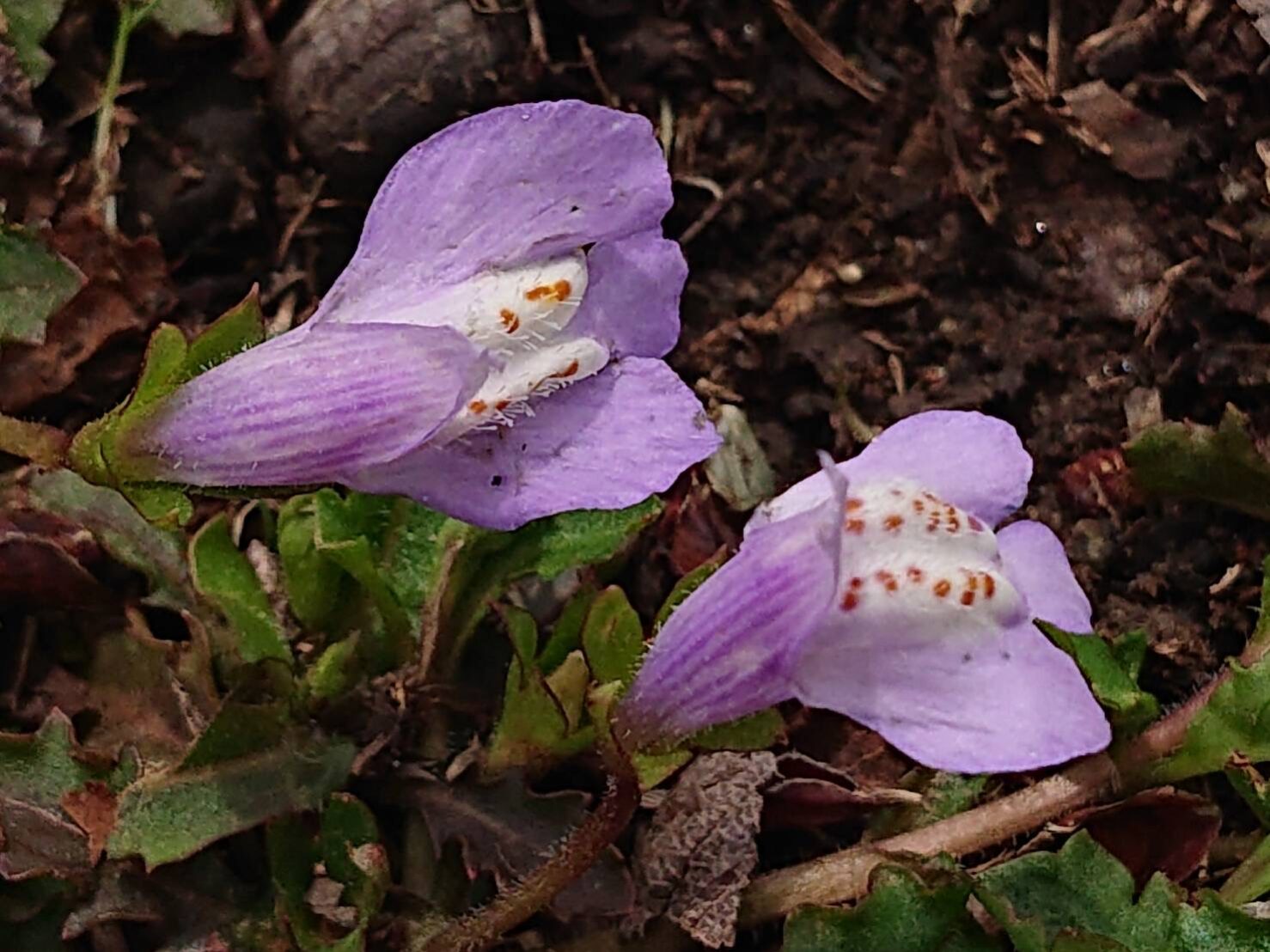 ムラサキサギゴケ