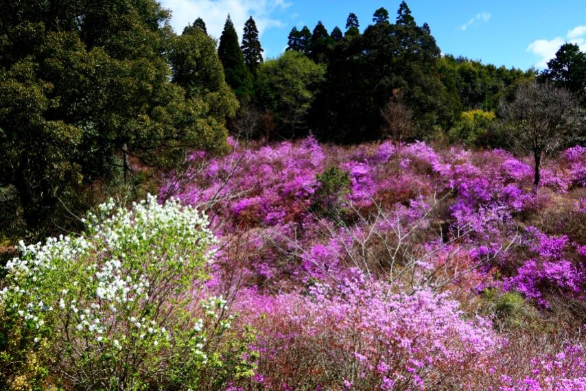 さつま町岩つつじ山のイワツツジ(ハヤトミツバツツジ)が満開-2