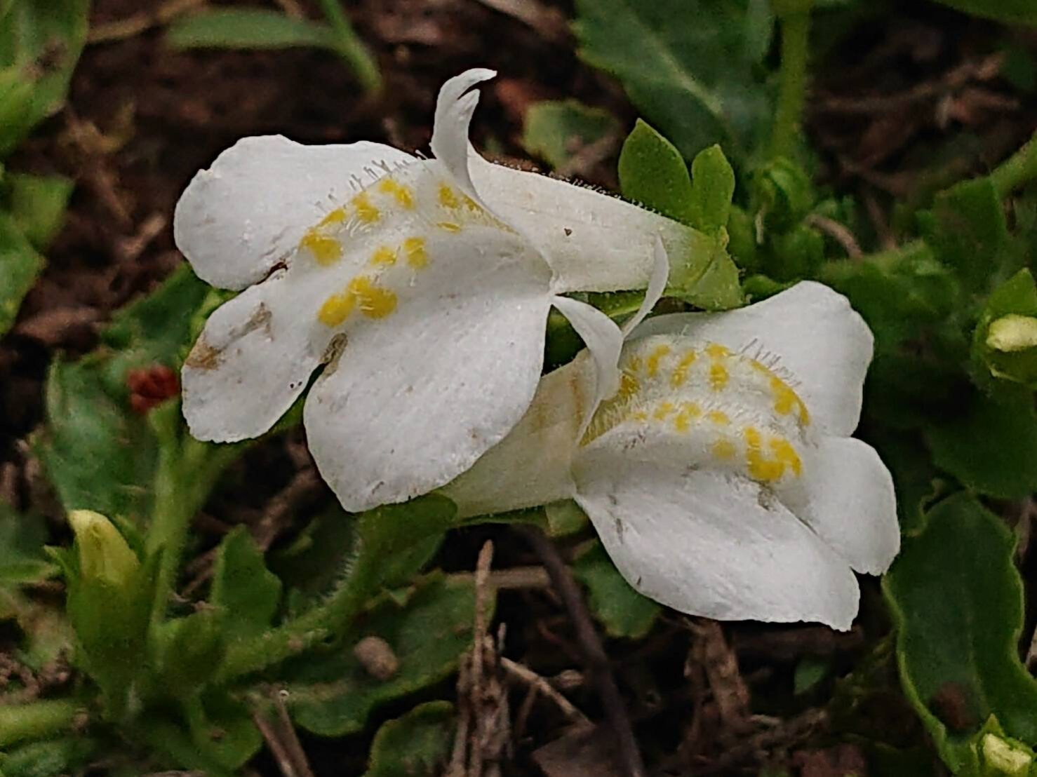 シロバナサギゴケ