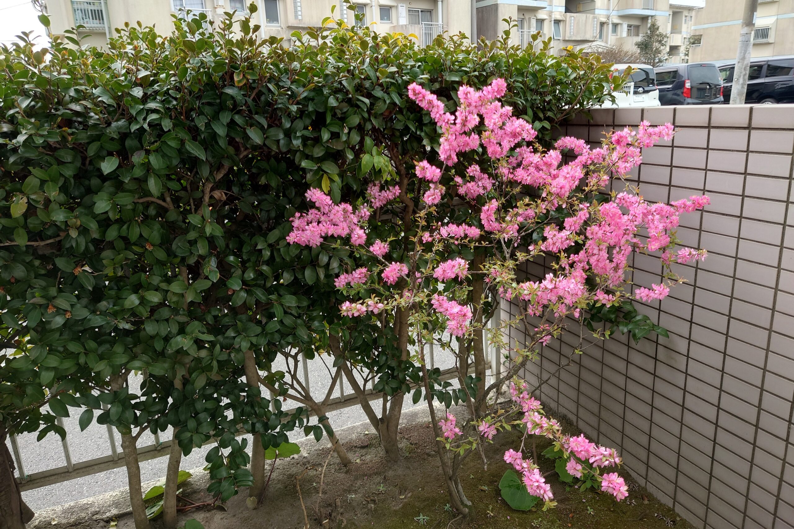 我が家のニワウメ-1