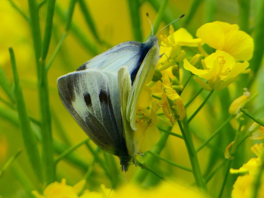 モンシロチョウ