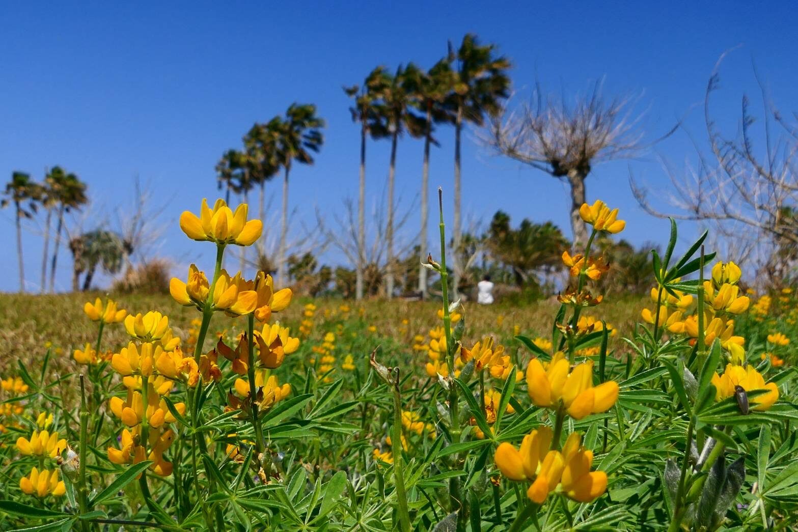 ルーピンも満開-2