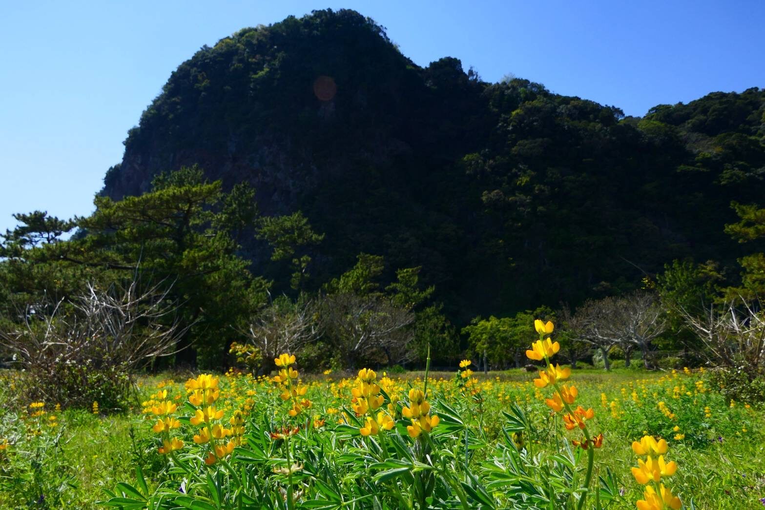 ルーピンも満開-1