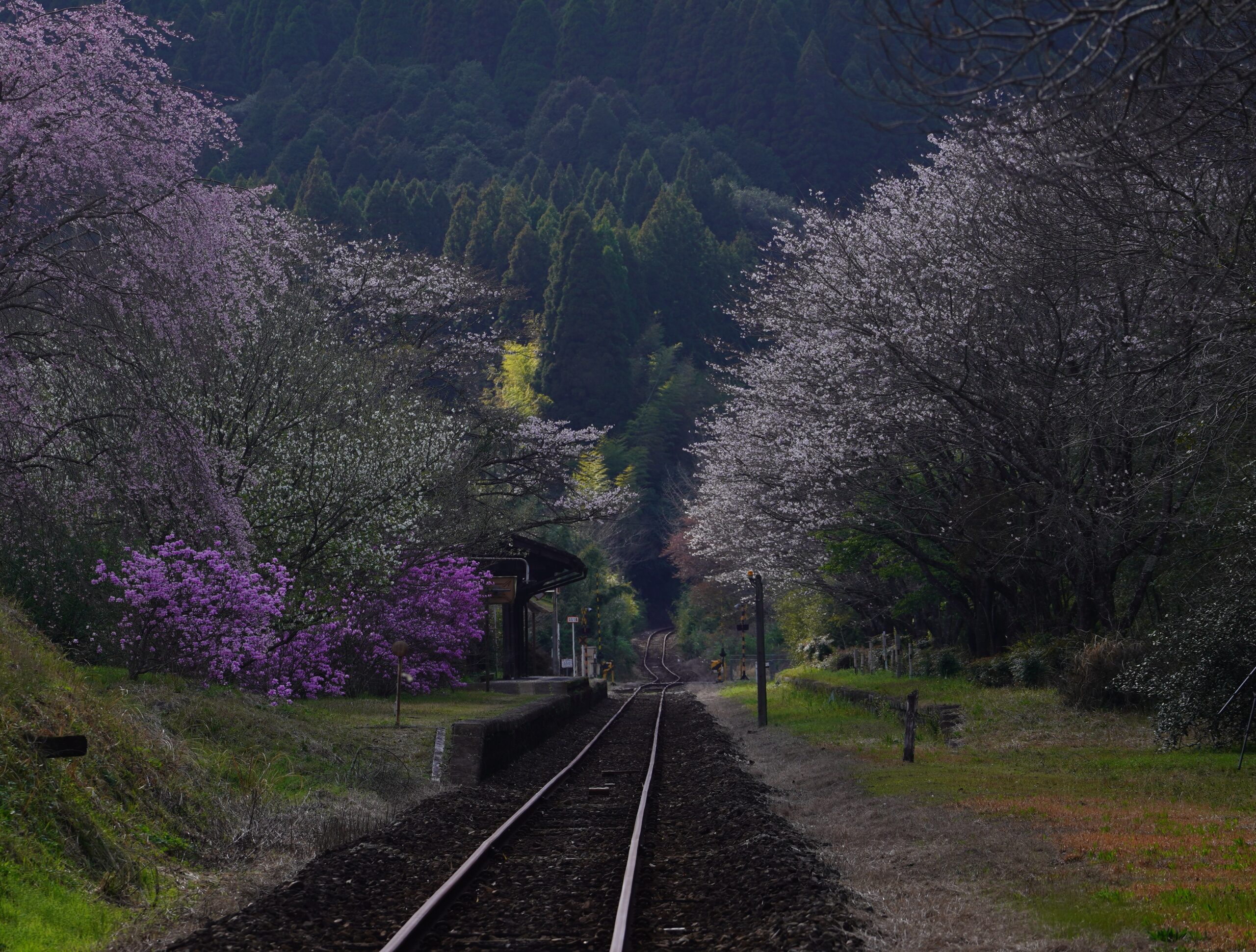 嘉例川駅の桜